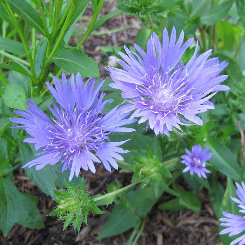 Stokesia Laevis 'mel's Blue' - View 1 from www redcrocus com