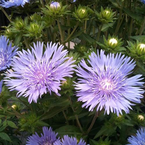 Stokesia Laevis 'mel's Blue' - View 20 from www redcrocus com