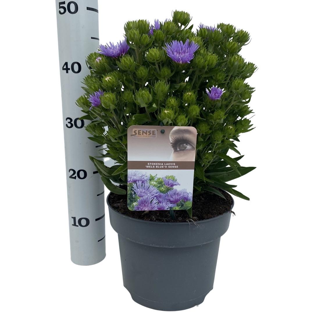 Stokesia Laevis 'mel's Blue' - View 22 from www redcrocus com