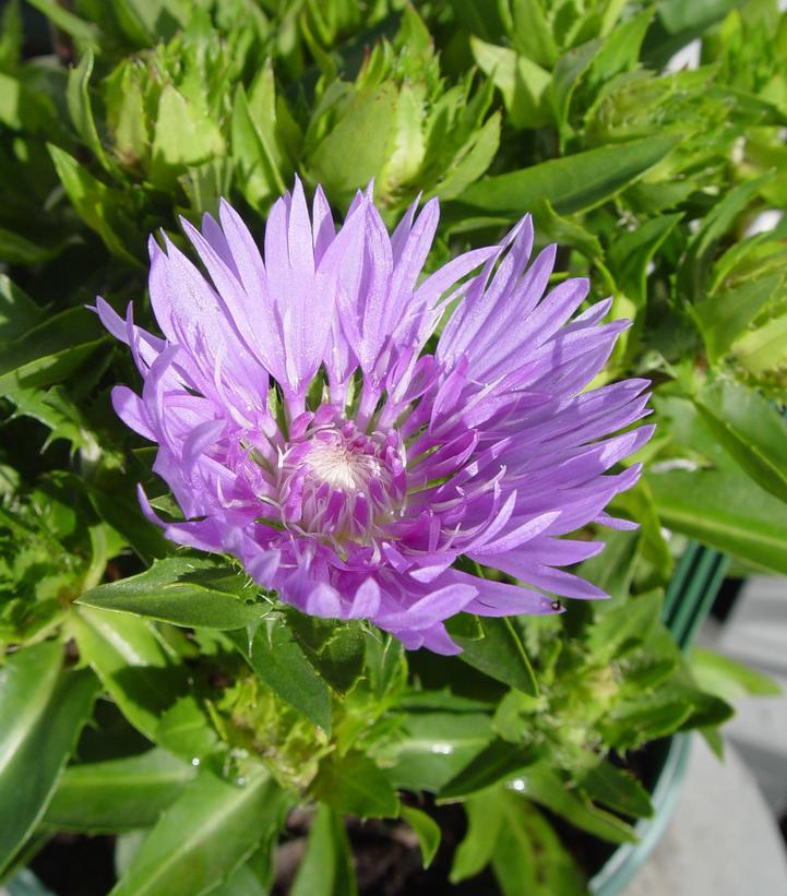Stokesia Laevis 'mel's Blue' - View 23 from www redcrocus com