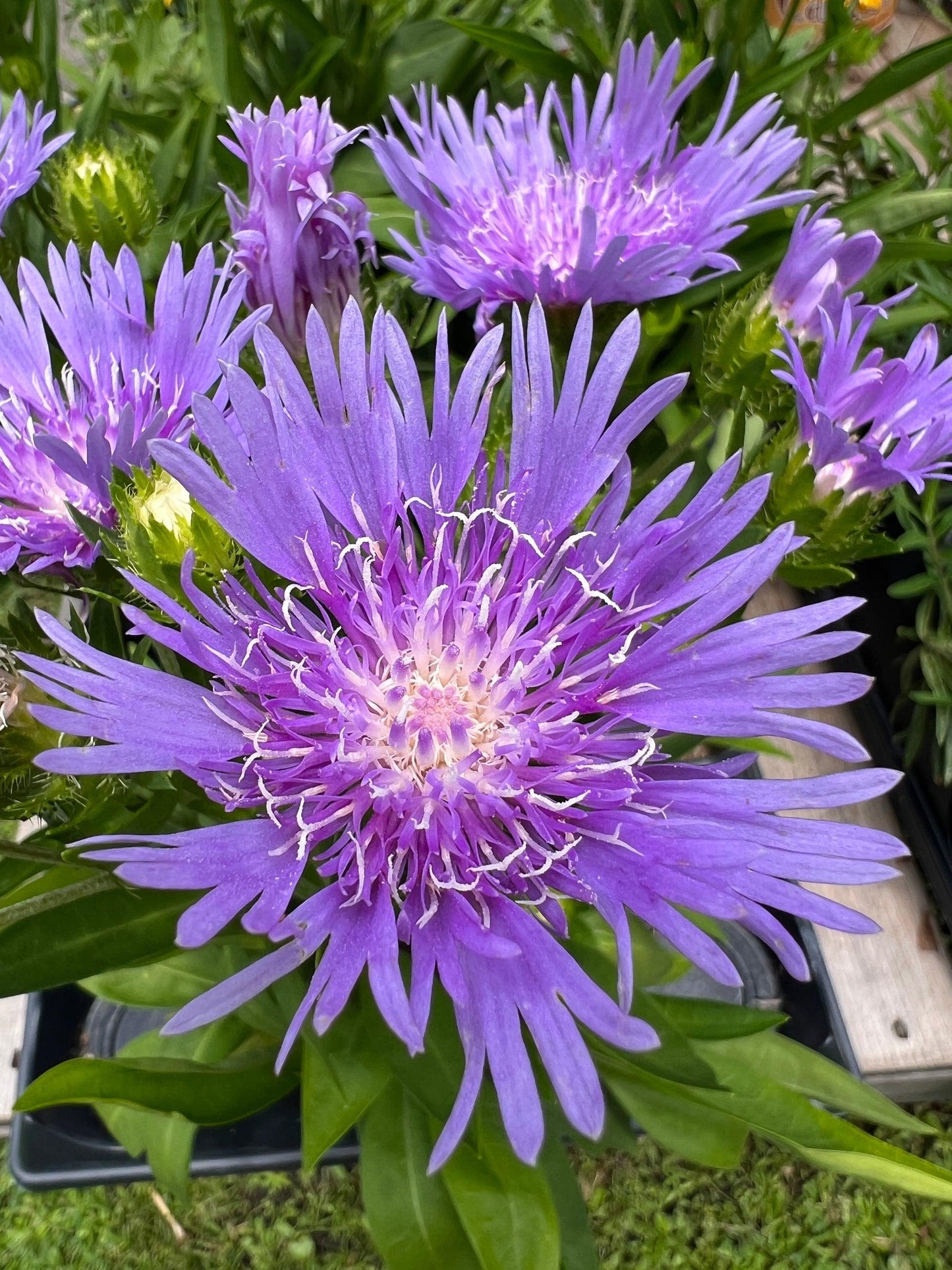 Stokesia Laevis 'mel's Blue' - View 24 from www redcrocus com