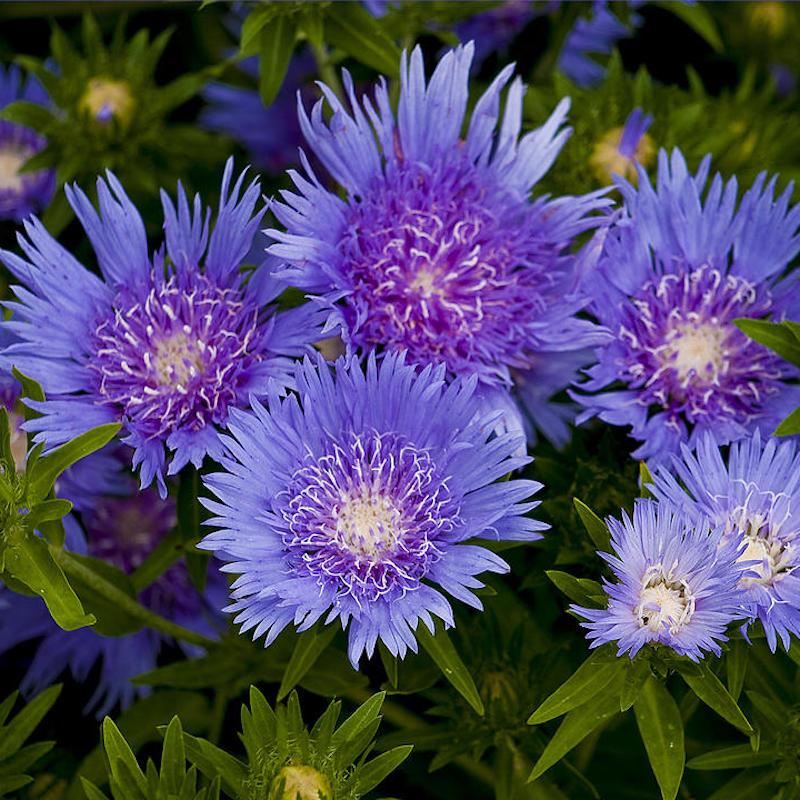 Stokesia Laevis 'mel's Blue' - View 25 from www redcrocus com