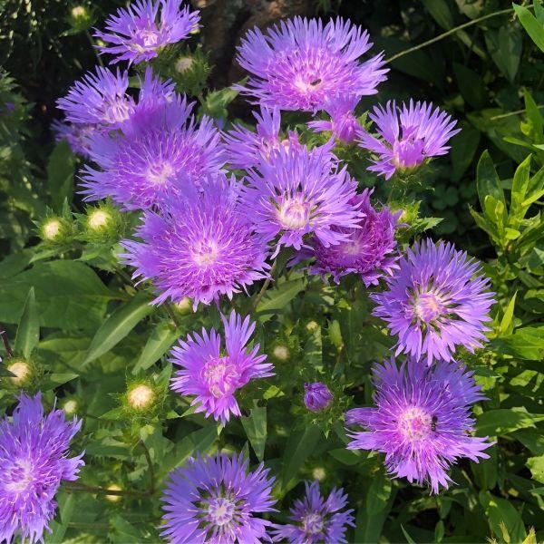 Stokesia Laevis 'mel's Blue' - View 26 from www redcrocus com