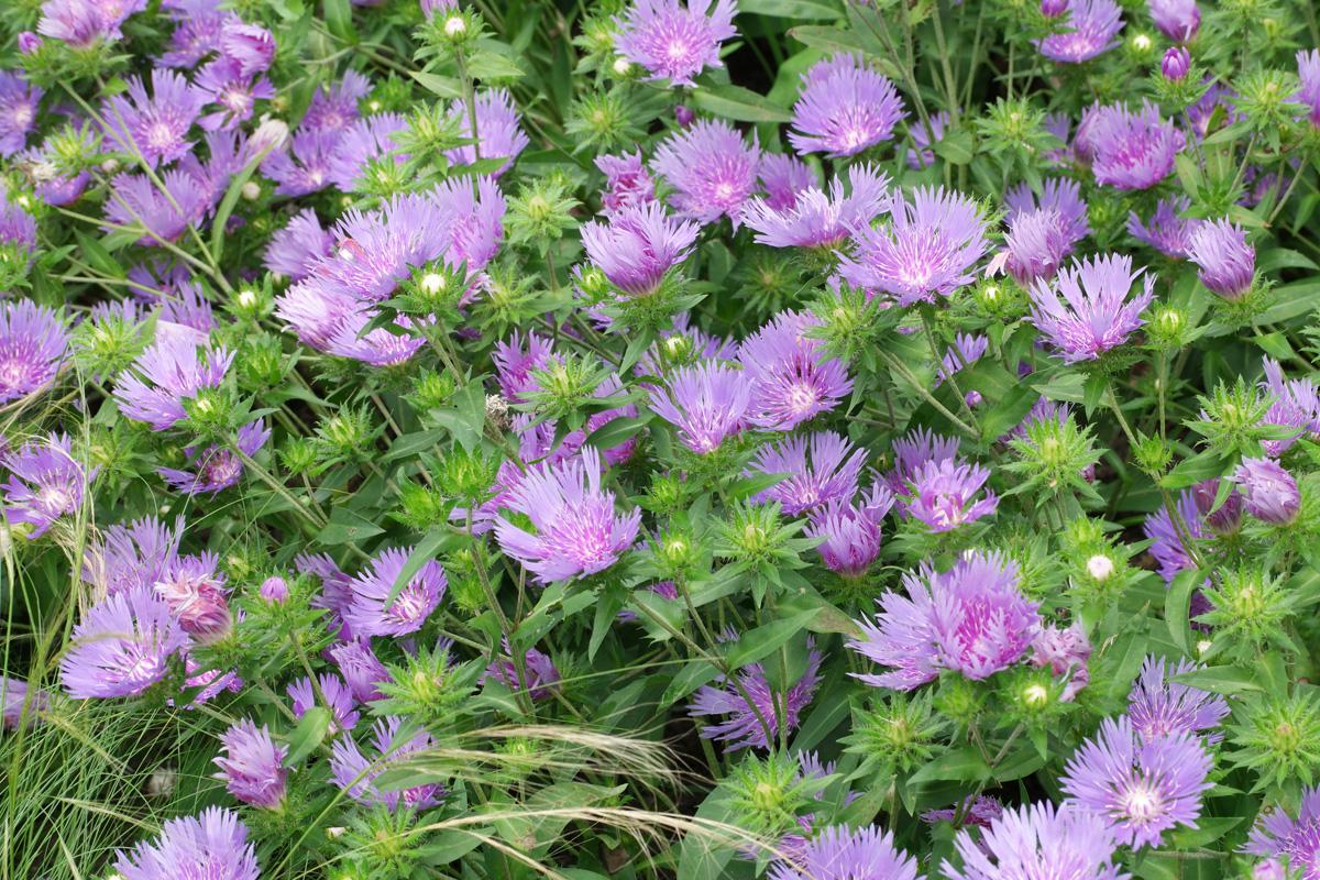 Stokesia Laevis 'mel's Blue' - View 27 from www redcrocus com