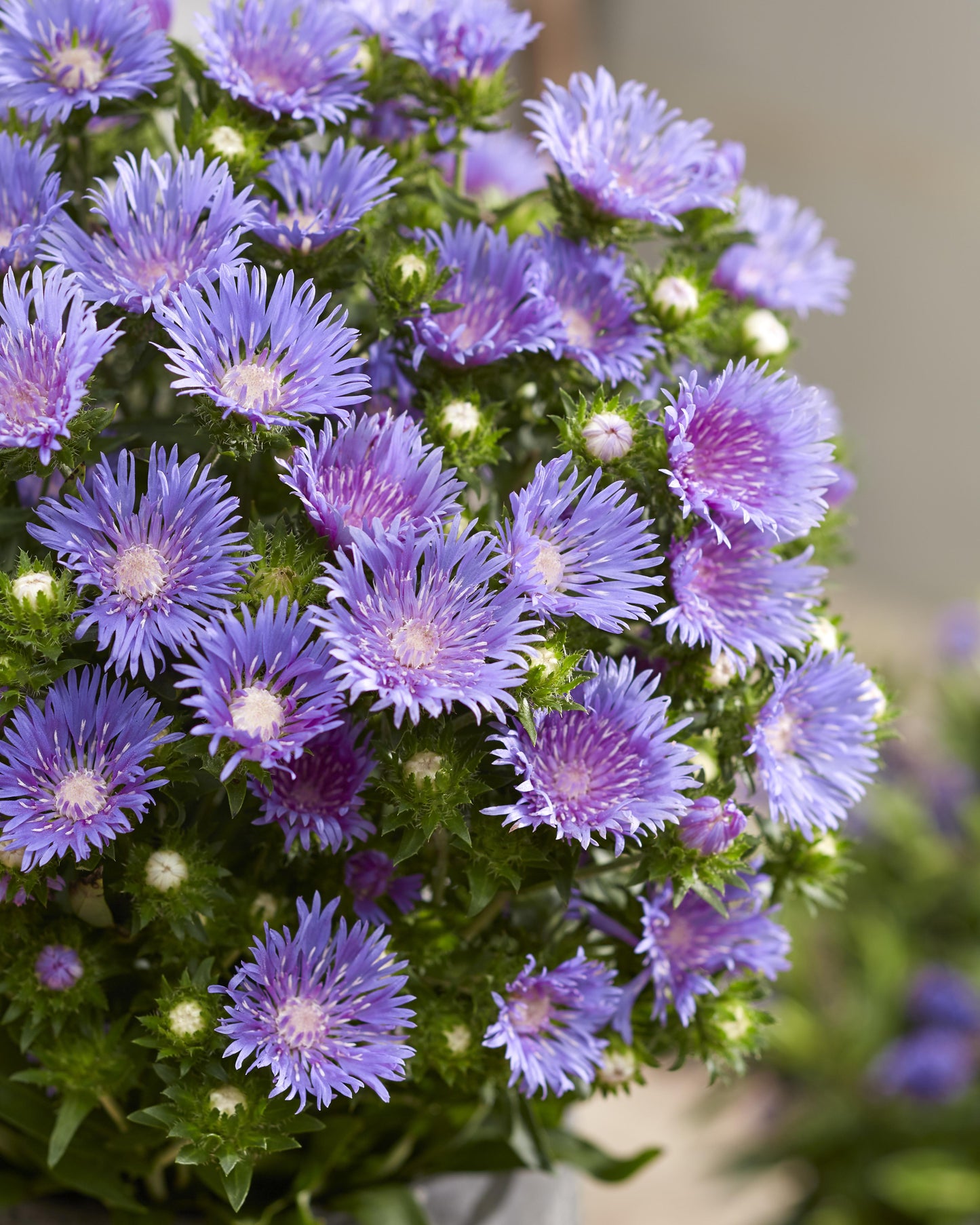 Stokesia Laevis 'mel's Blue' - View 29 from www redcrocus com