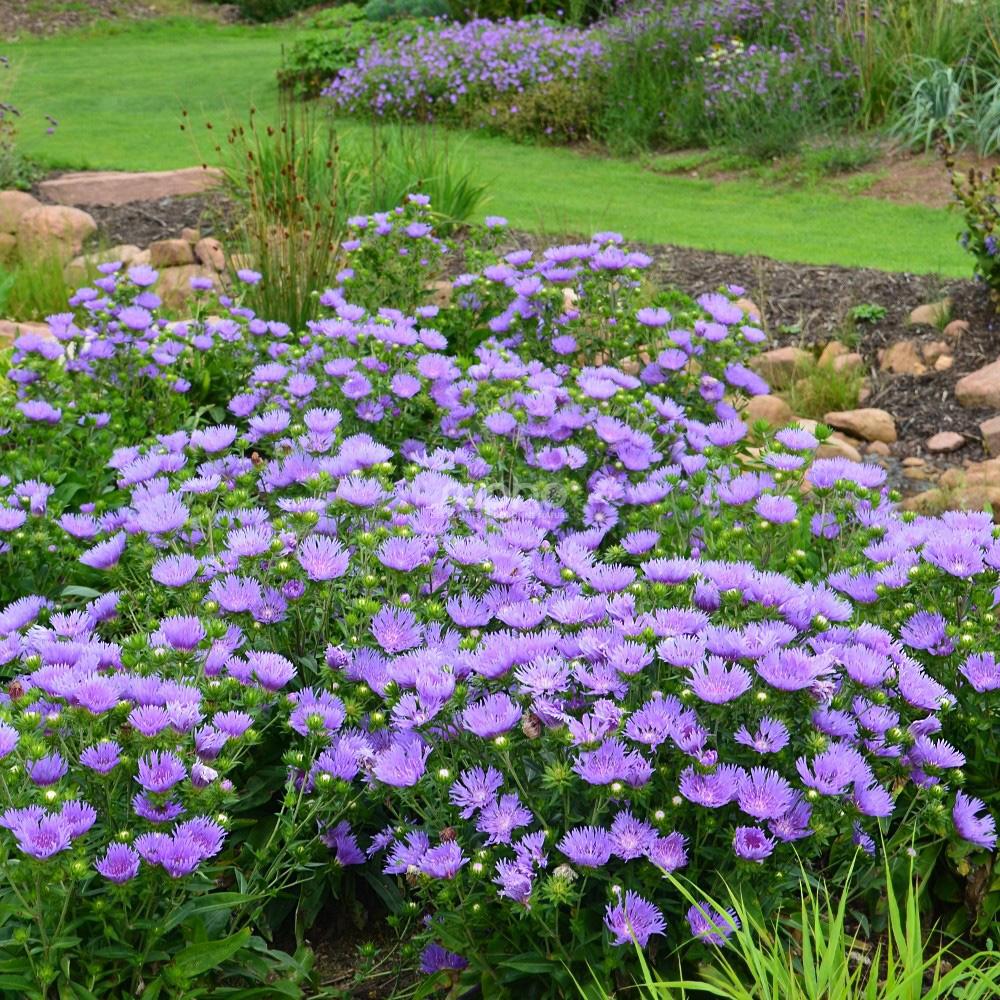 Stokesia Laevis 'mel's Blue' - View 2 from www redcrocus com