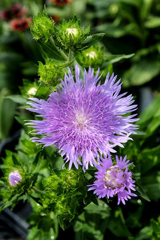 Stokesia Laevis 'mel's Blue' - View 30 from www redcrocus com