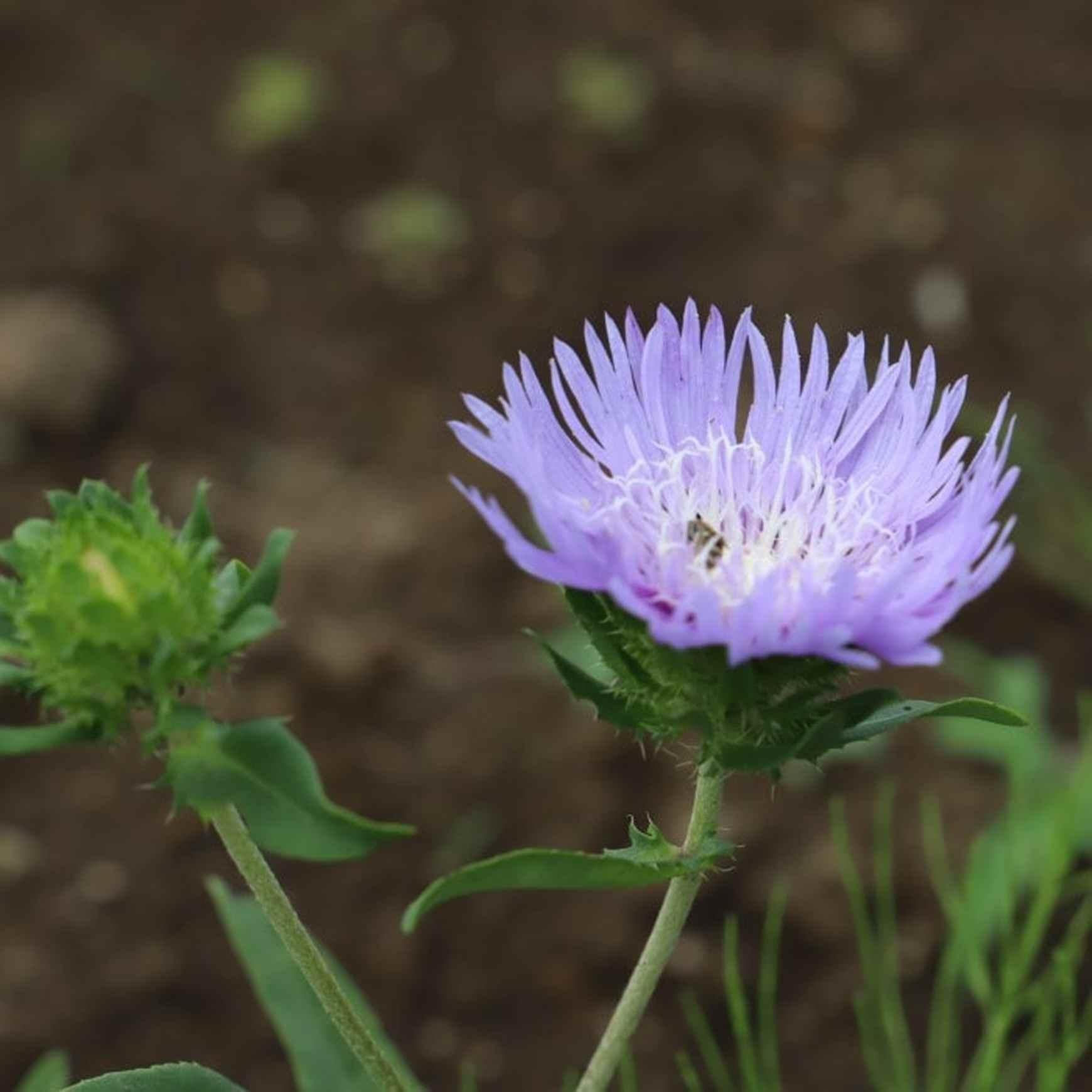 Stokesia Laevis 'mel's Blue' - View 31 from www redcrocus com