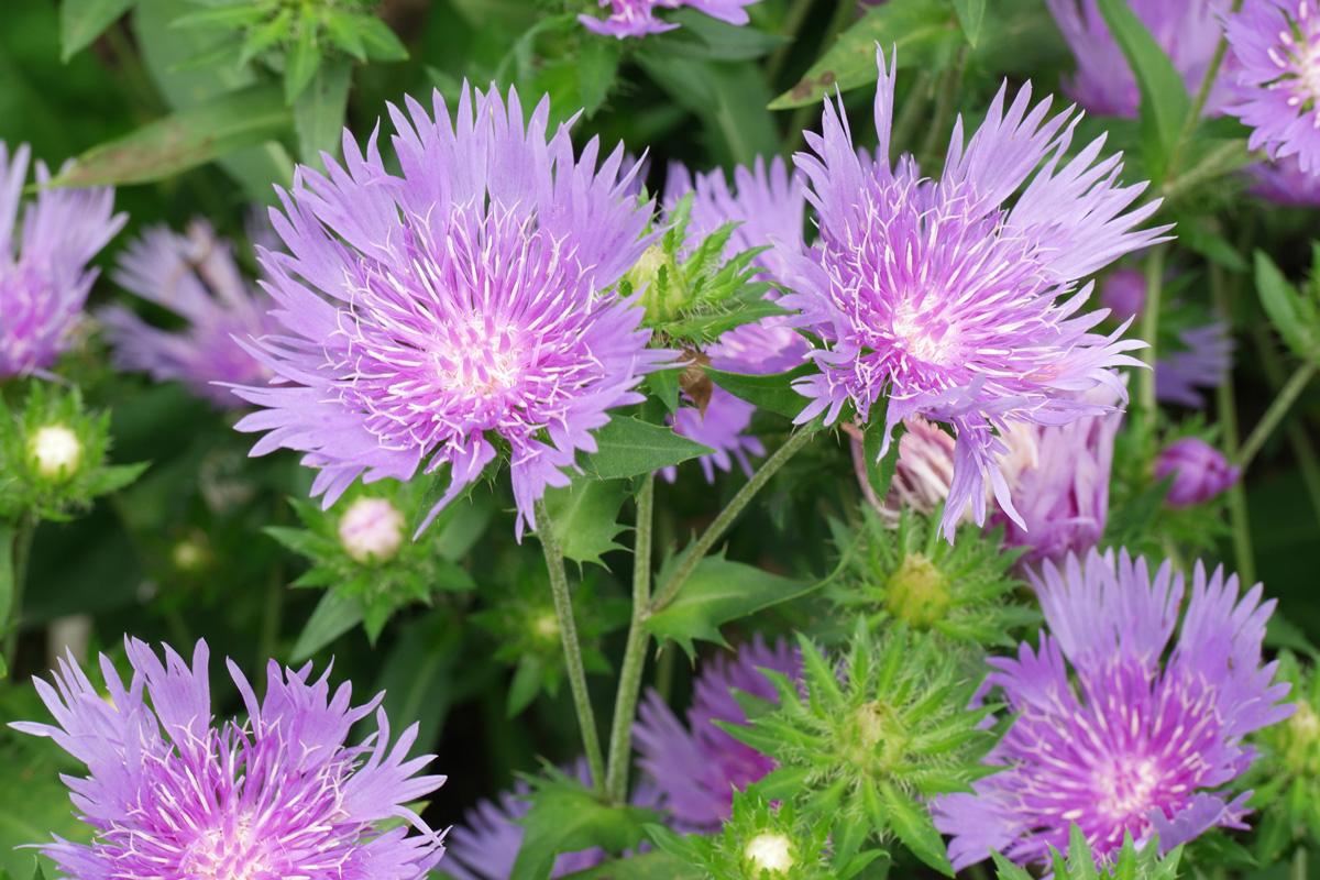 Stokesia Laevis 'mel's Blue' - View 32 from www redcrocus com