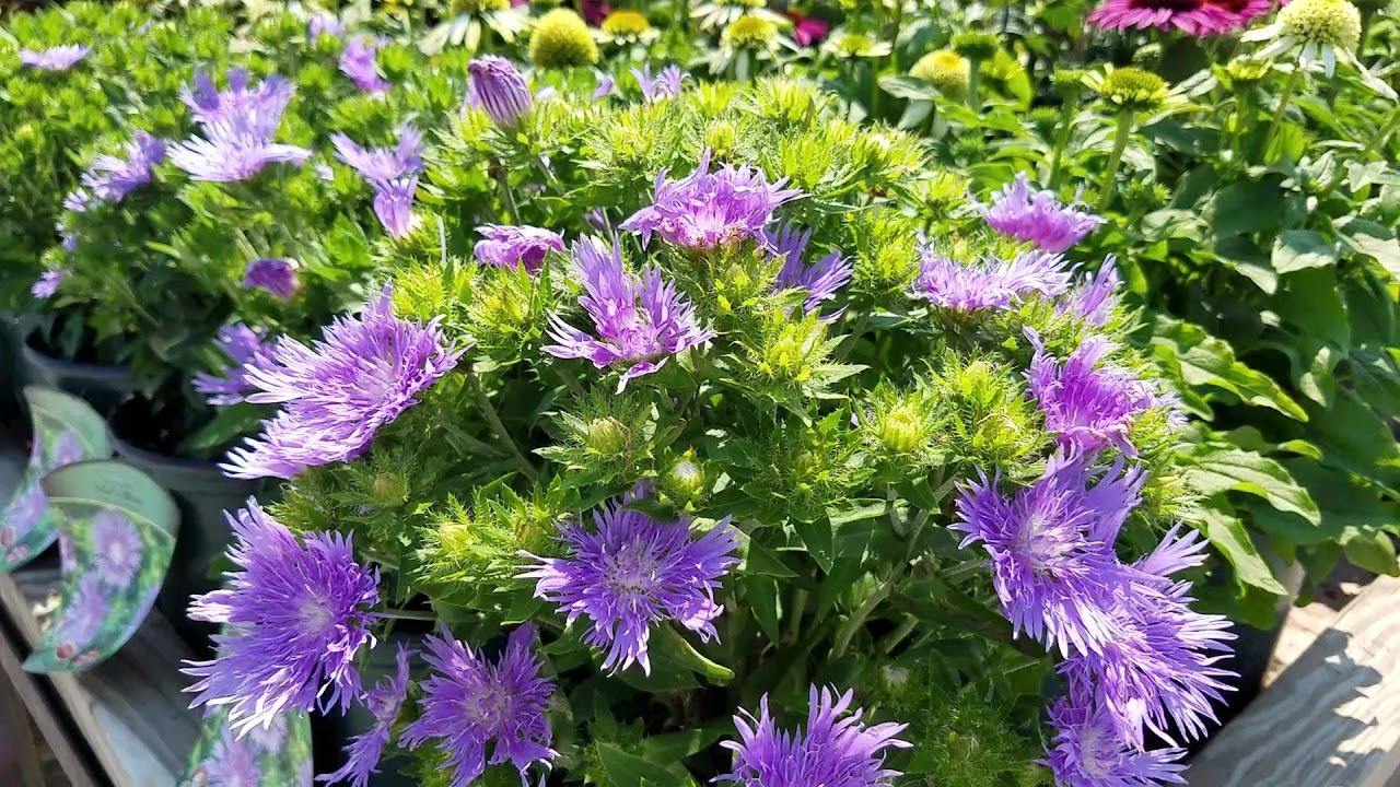 Stokesia Laevis 'mel's Blue' - View 33 from www redcrocus com