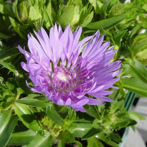 Stokesia Laevis 'mel's Blue' - View 34 from www redcrocus com