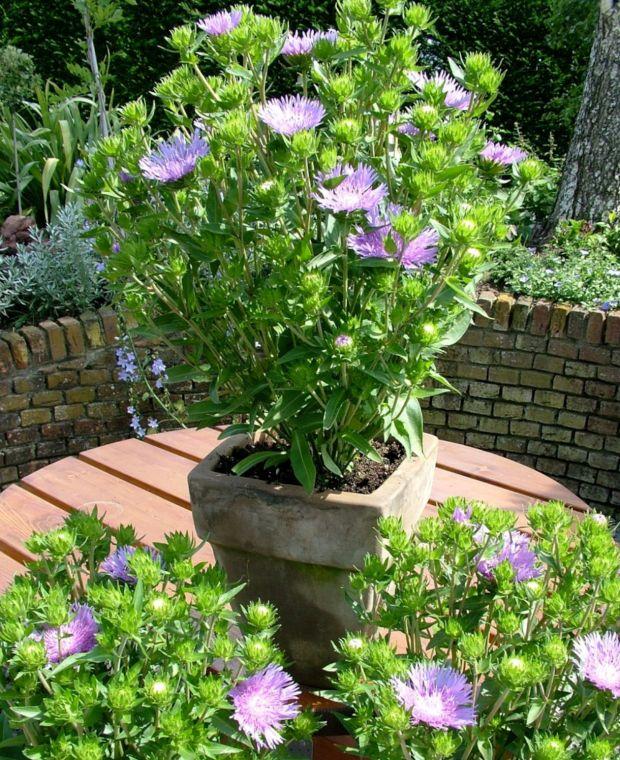 Stokesia Laevis 'mel's Blue' - View 35 from www redcrocus com
