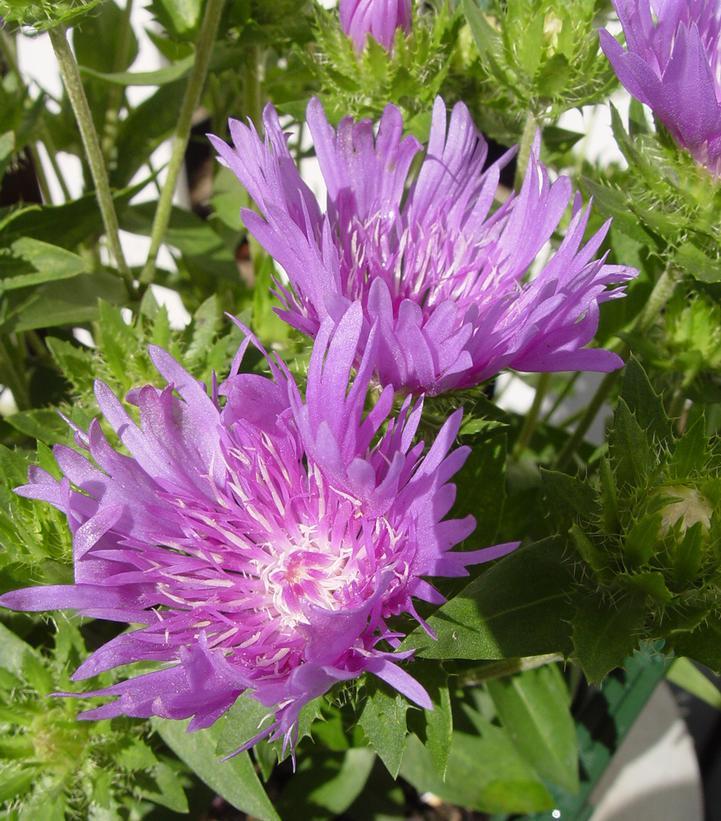 Stokesia Laevis 'mel's Blue' - View 36 from www redcrocus com