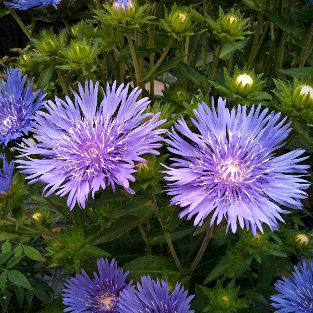 Stokesia Laevis 'mel's Blue' - View 37 from www redcrocus com