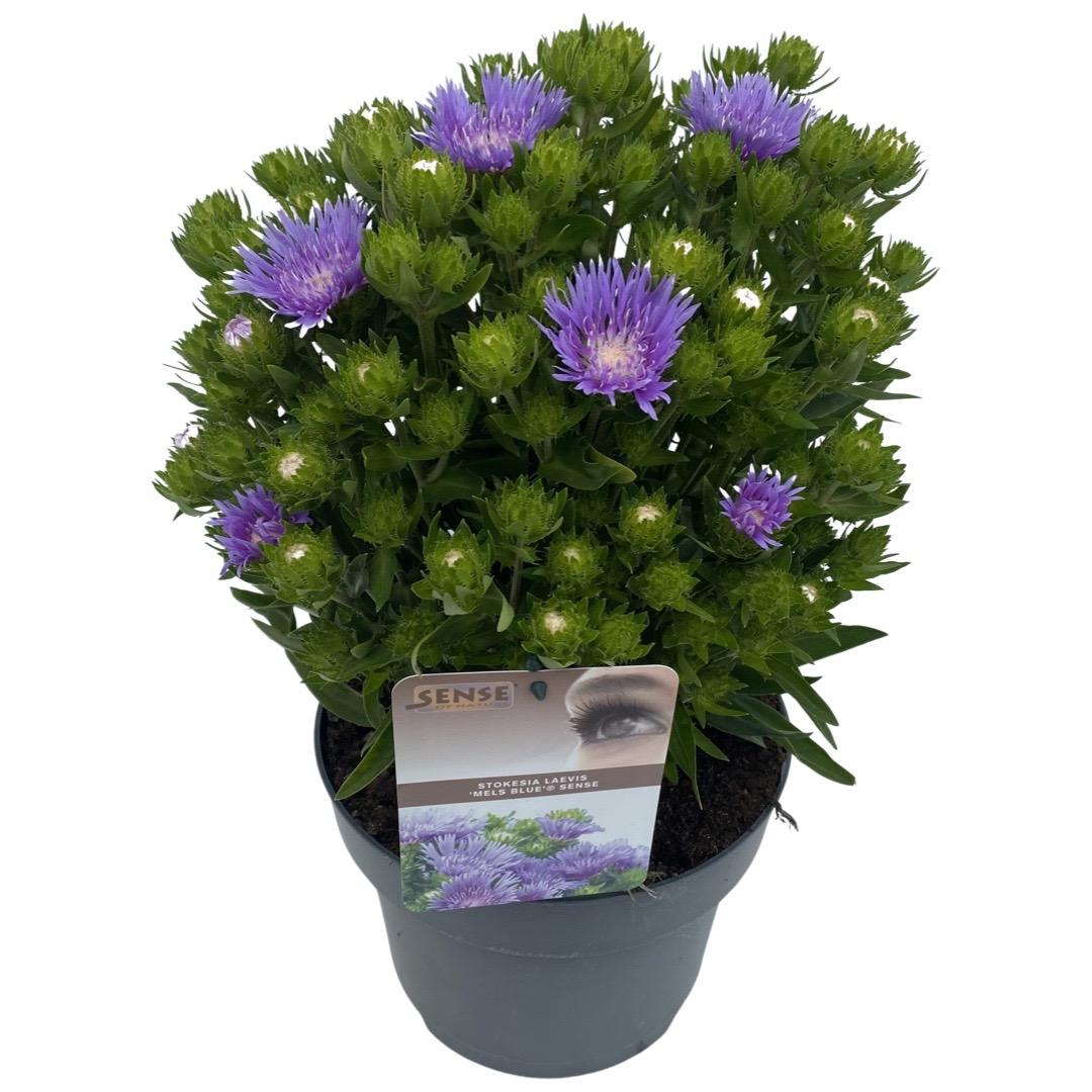 Stokesia Laevis 'mel's Blue' - View 38 from www redcrocus com
