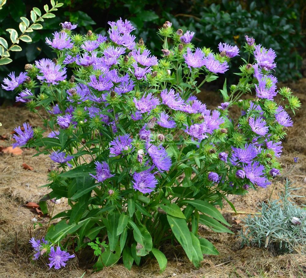 Stokesia Laevis 'mel's Blue' - View 3 from www redcrocus com