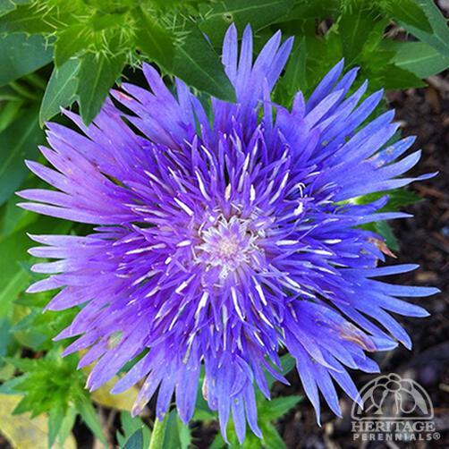 Stokesia Laevis 'mel's Blue' - View 40 from www redcrocus com