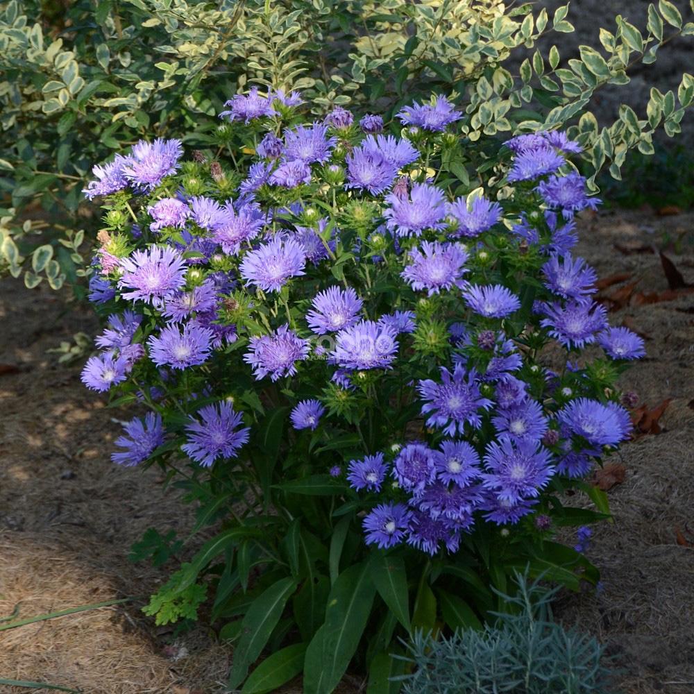 Stokesia Laevis 'mel's Blue' - View 4 from www redcrocus com