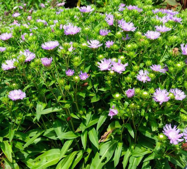Stokesia Laevis 'mel's Blue' - View 5 from www redcrocus com