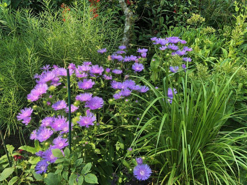 Stokesia Laevis 'mel's Blue' - View 6 from www redcrocus com