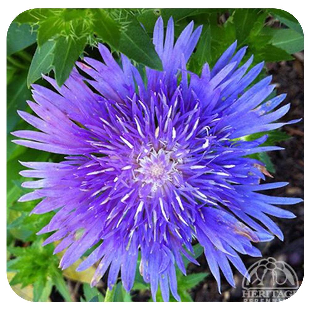 Stokesia Laevis 'mel's Blue' - View 7 from www redcrocus com