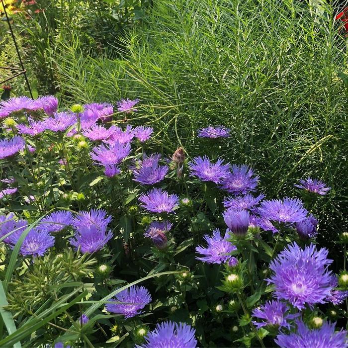 Stokesia Laevis 'mel's Blue' - View 8 from www redcrocus com