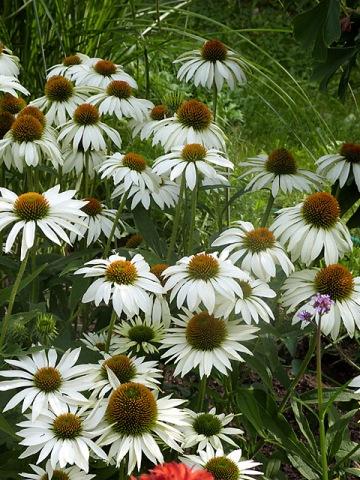 Echinacea Purpurea 'primadonna White' - View 11 from www redcrocus com