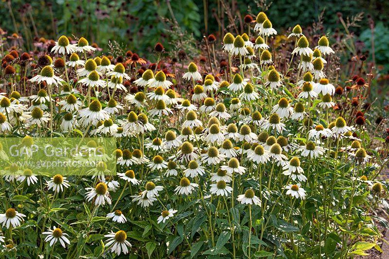 Echinacea Purpurea 'primadonna White' - View 12 from www redcrocus com