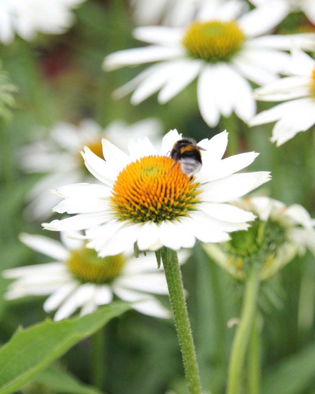 Echinacea Purpurea 'primadonna White' - View 13 from www redcrocus com