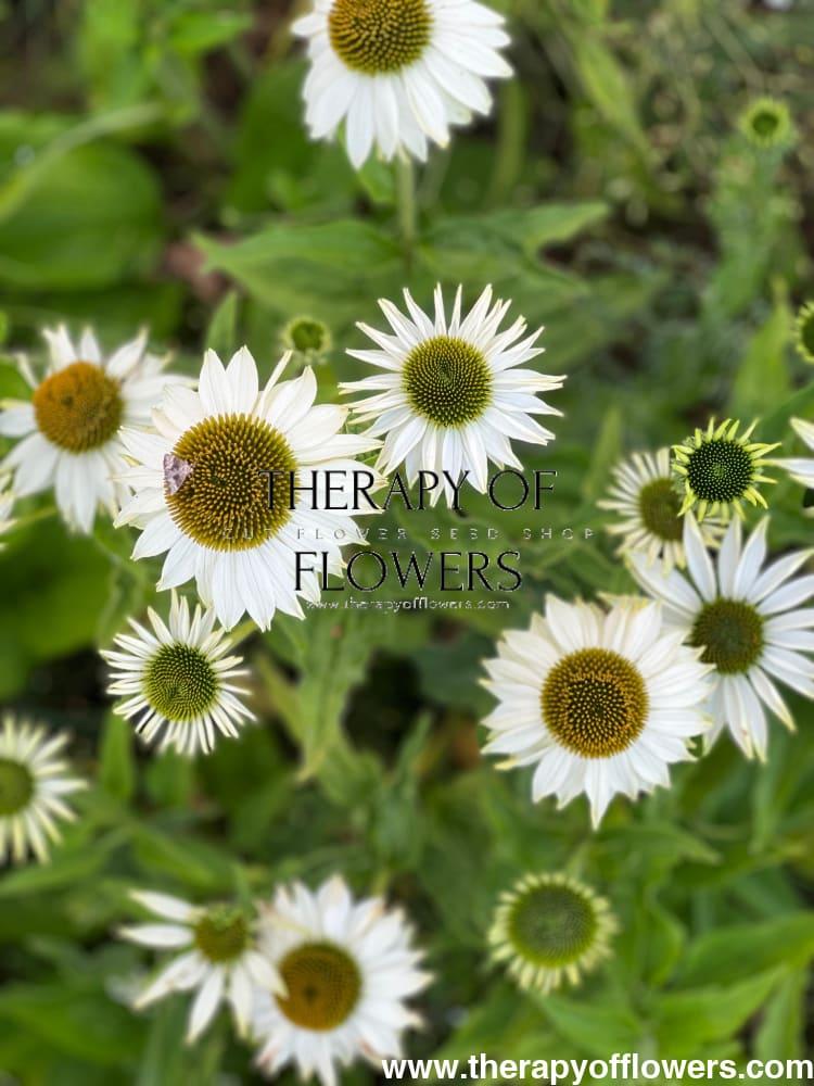 Echinacea Purpurea 'primadonna White' - View 14 from www redcrocus com