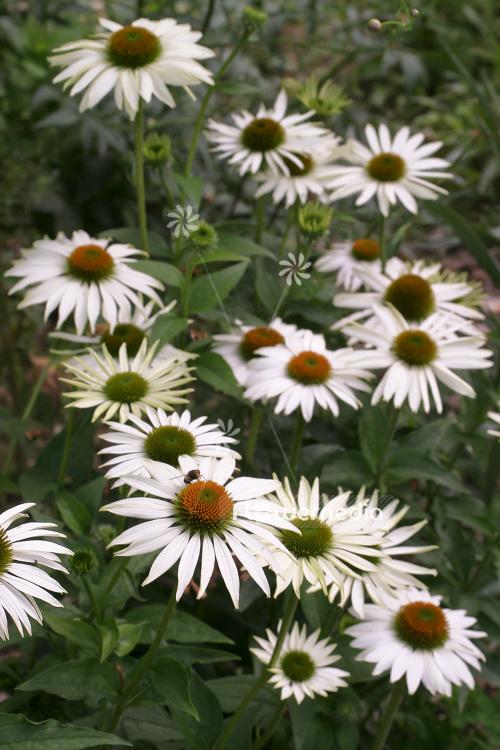 Echinacea Purpurea 'primadonna White' - View 16 from www redcrocus com