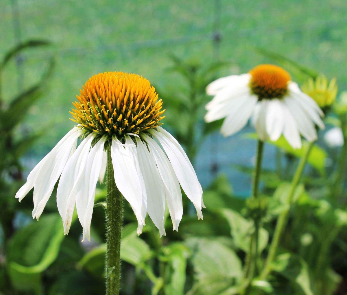 Echinacea Purpurea 'primadonna White' - View 18 from www redcrocus com