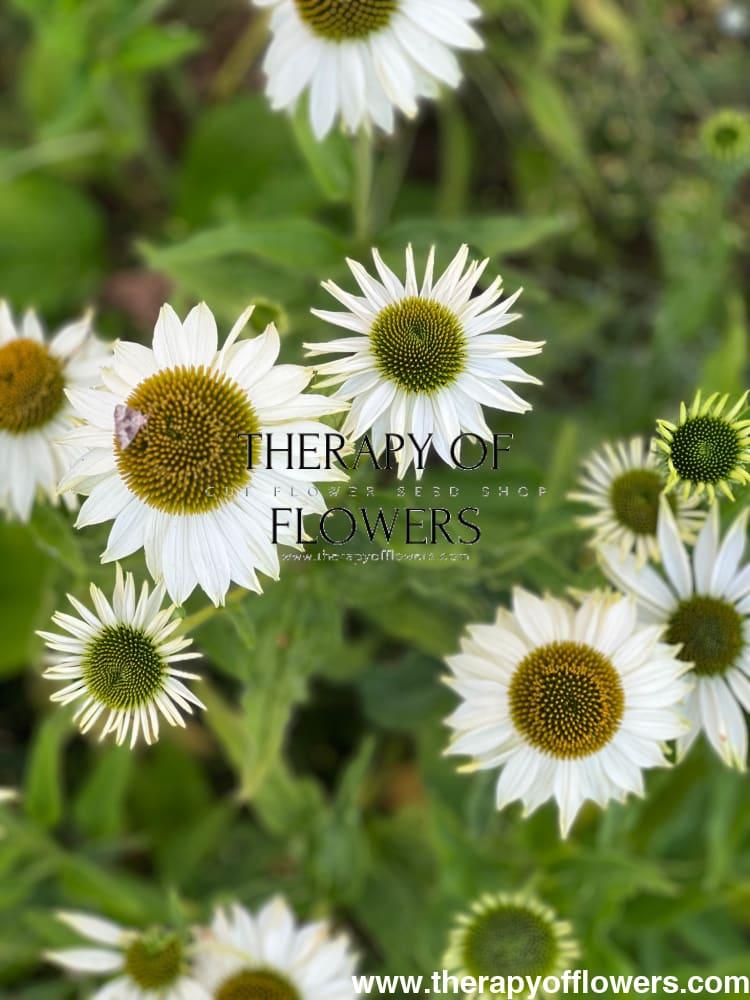Echinacea Purpurea 'primadonna White' - View 19 from www redcrocus com