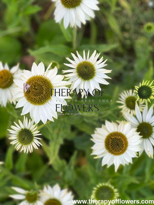 Echinacea Purpurea 'primadonna White' - View 19 from www redcrocus com