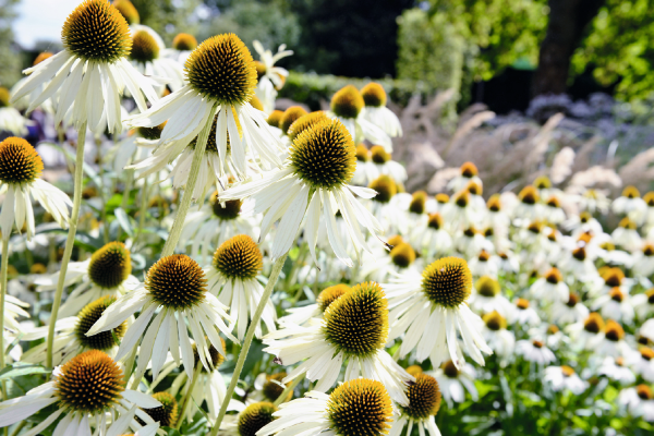 Echinacea Purpurea 'primadonna White' - View 1 from www redcrocus com