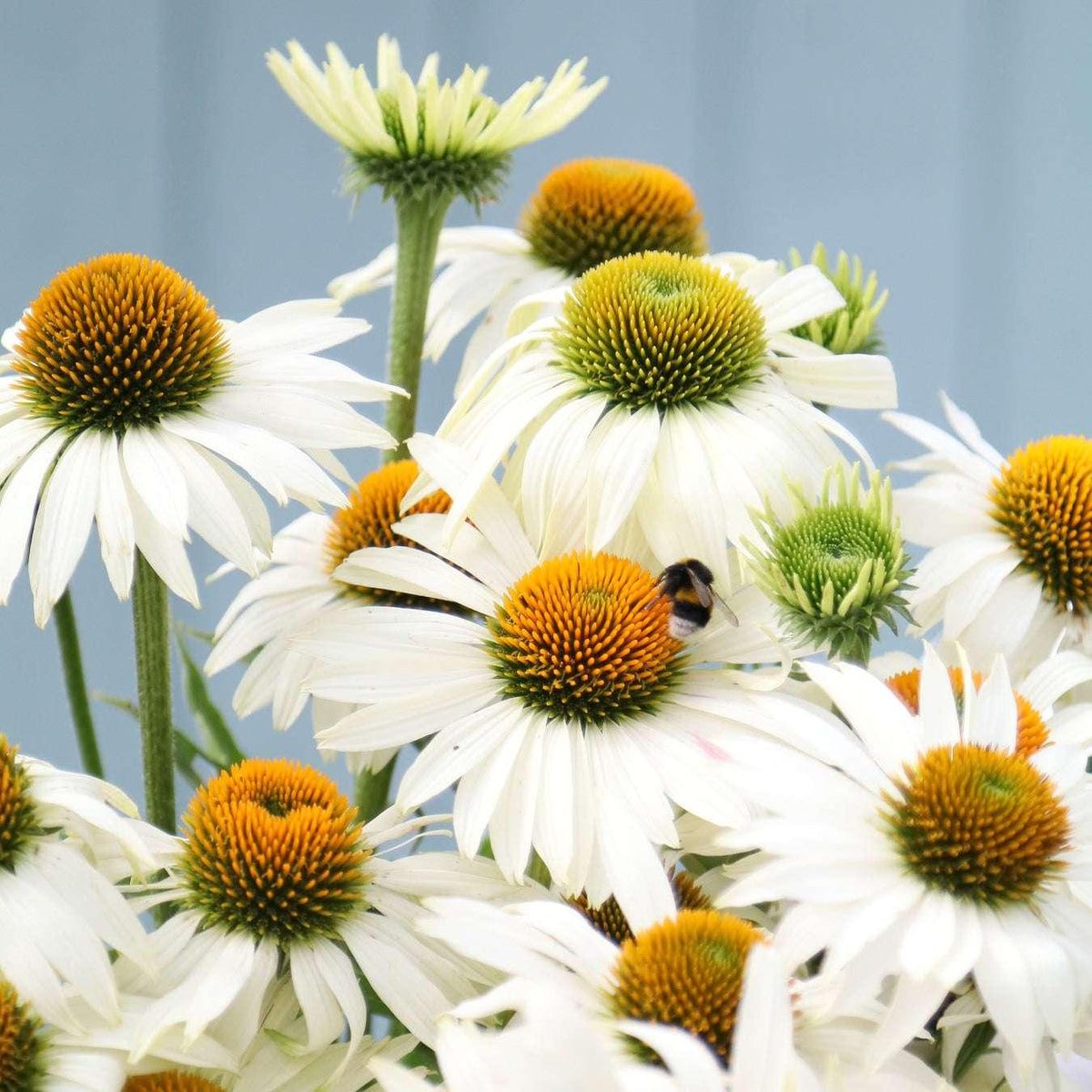 Echinacea Purpurea 'primadonna White' - View 20 from www redcrocus com