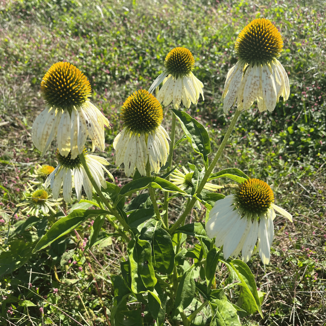 Echinacea Purpurea 'primadonna White' - View 22 from www redcrocus com