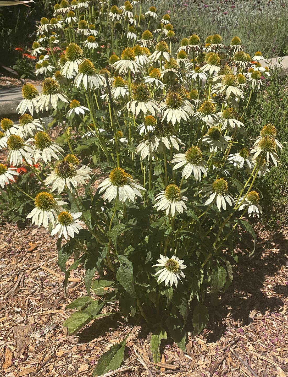 Echinacea Purpurea 'primadonna White' - View 23 from www redcrocus com