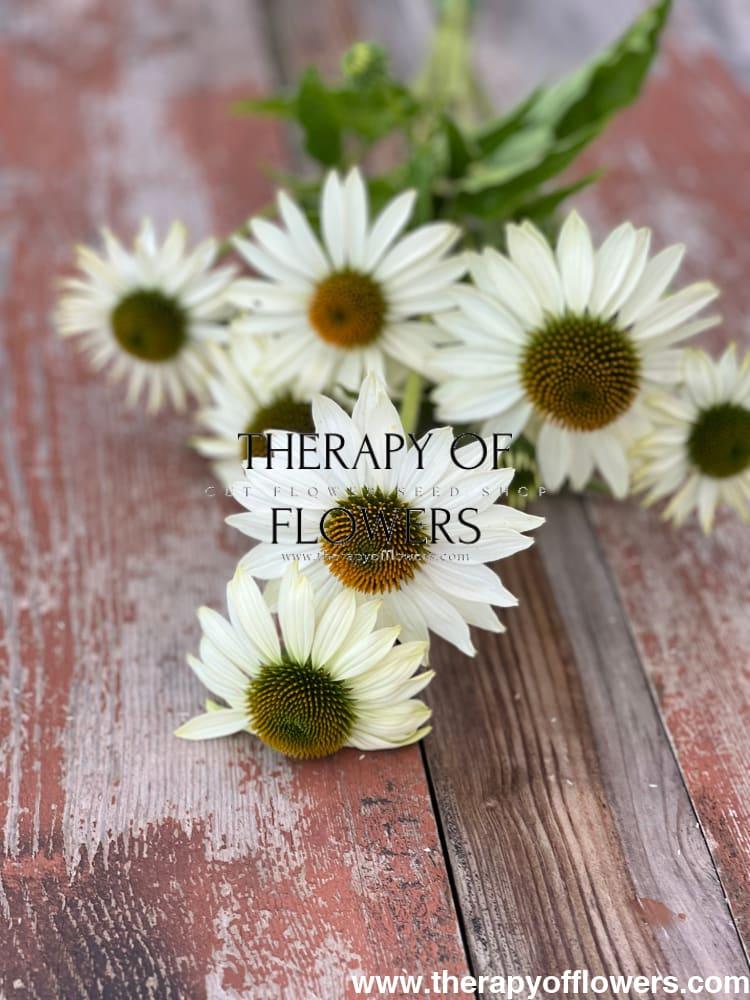 Echinacea Purpurea 'primadonna White' - View 24 from www redcrocus com