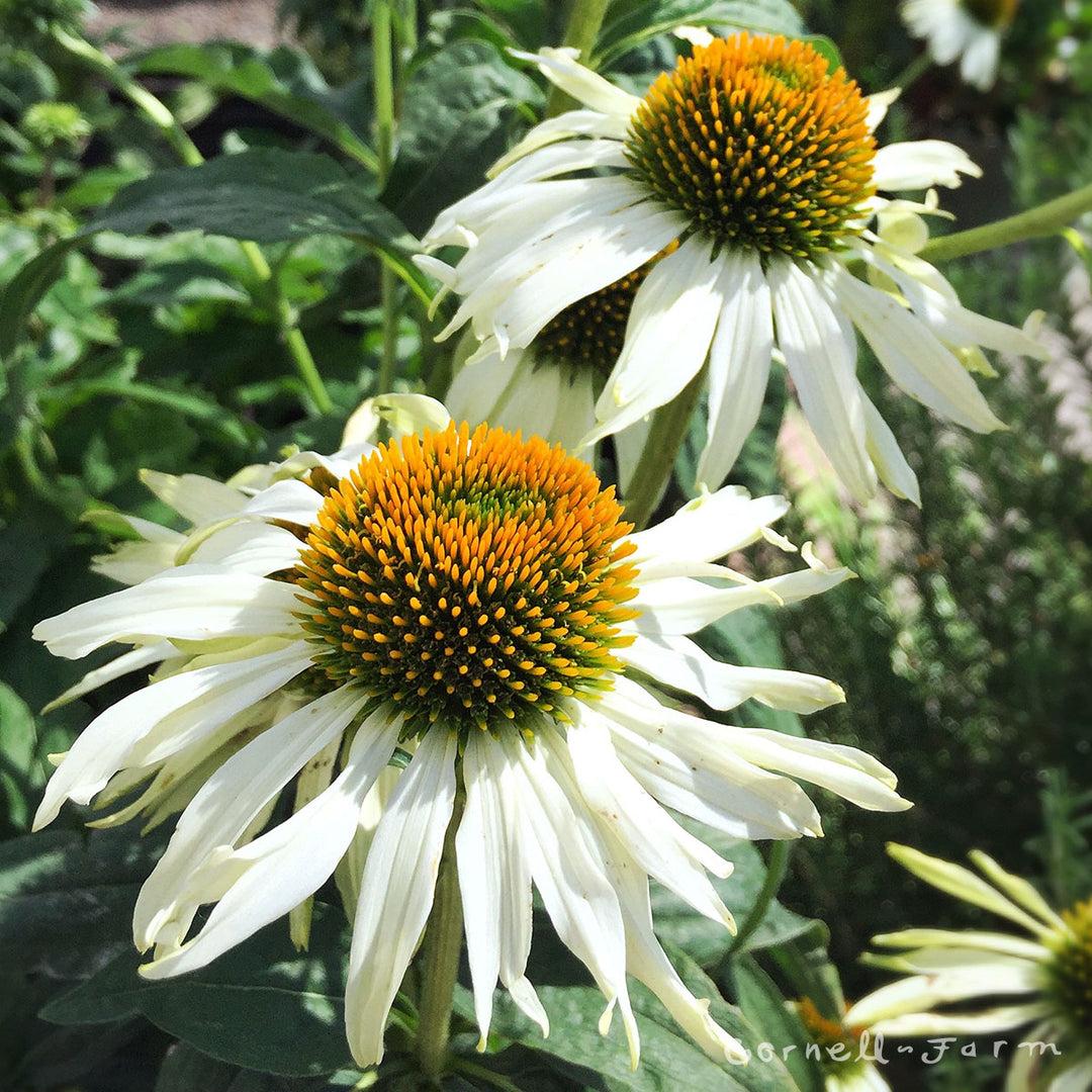 Echinacea Purpurea 'primadonna White' - View 25 from www redcrocus com