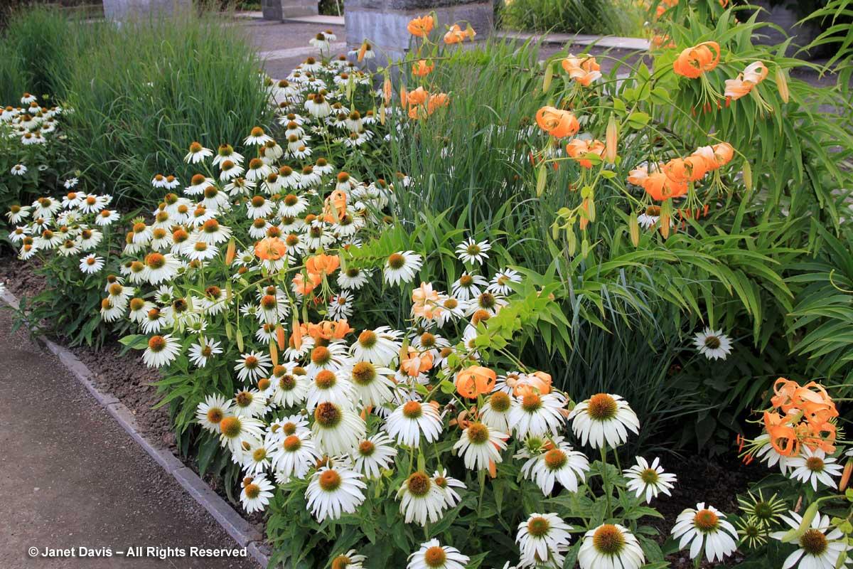 Echinacea Purpurea 'primadonna White' - View 26 from www redcrocus com