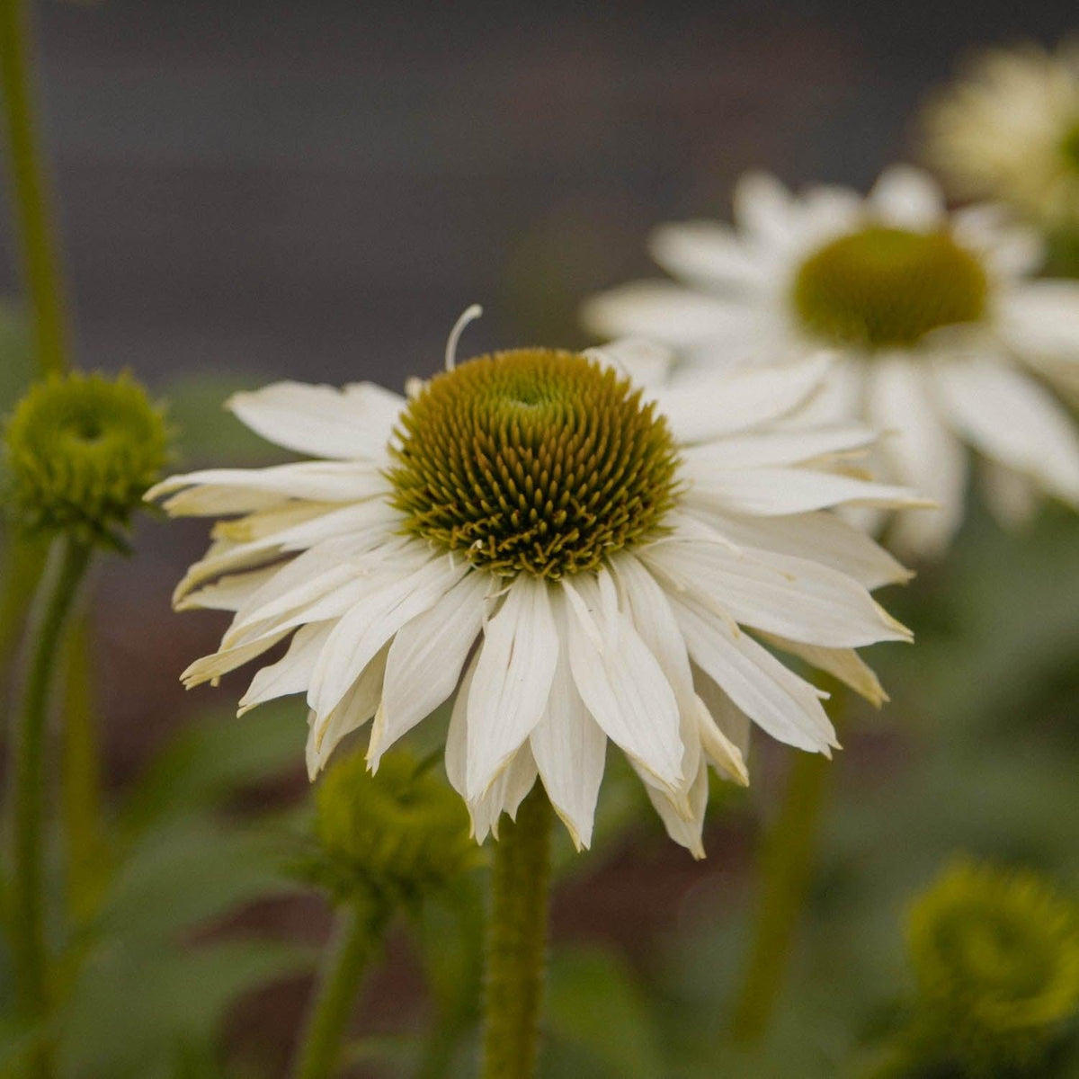 Echinacea Purpurea 'primadonna White' - View 27 from www redcrocus com