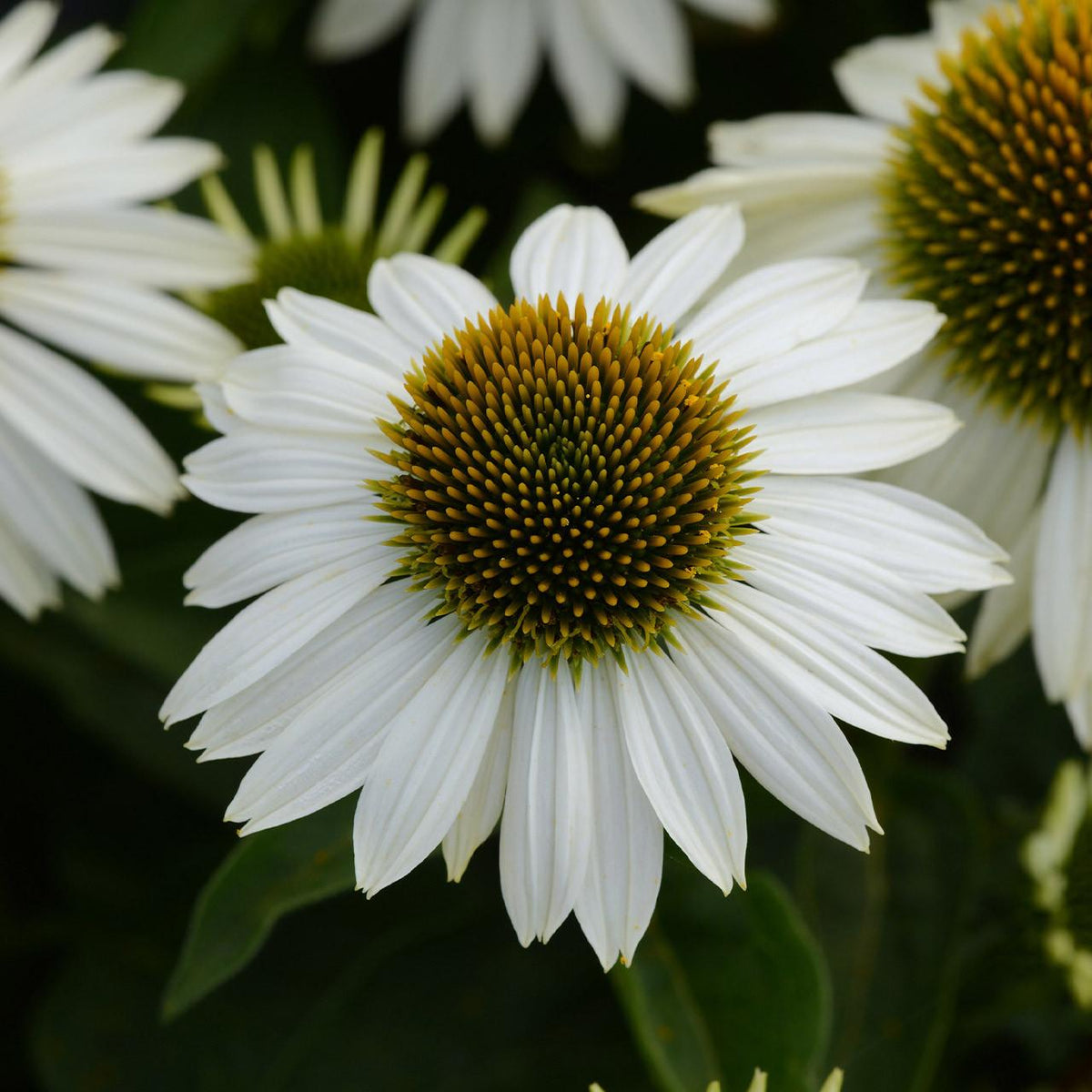 Echinacea Purpurea 'primadonna White' - View 28 from www redcrocus com