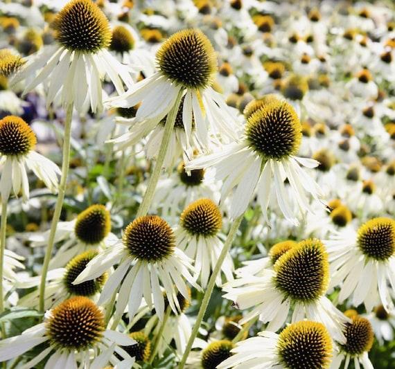 Echinacea Purpurea 'primadonna White' - View 29 from www redcrocus com