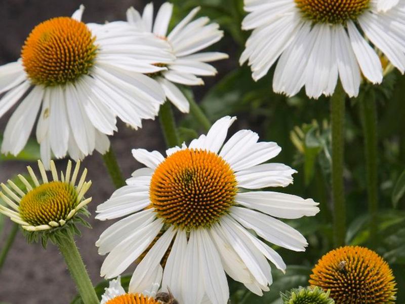 Echinacea Purpurea 'primadonna White' - View 2 from www redcrocus com