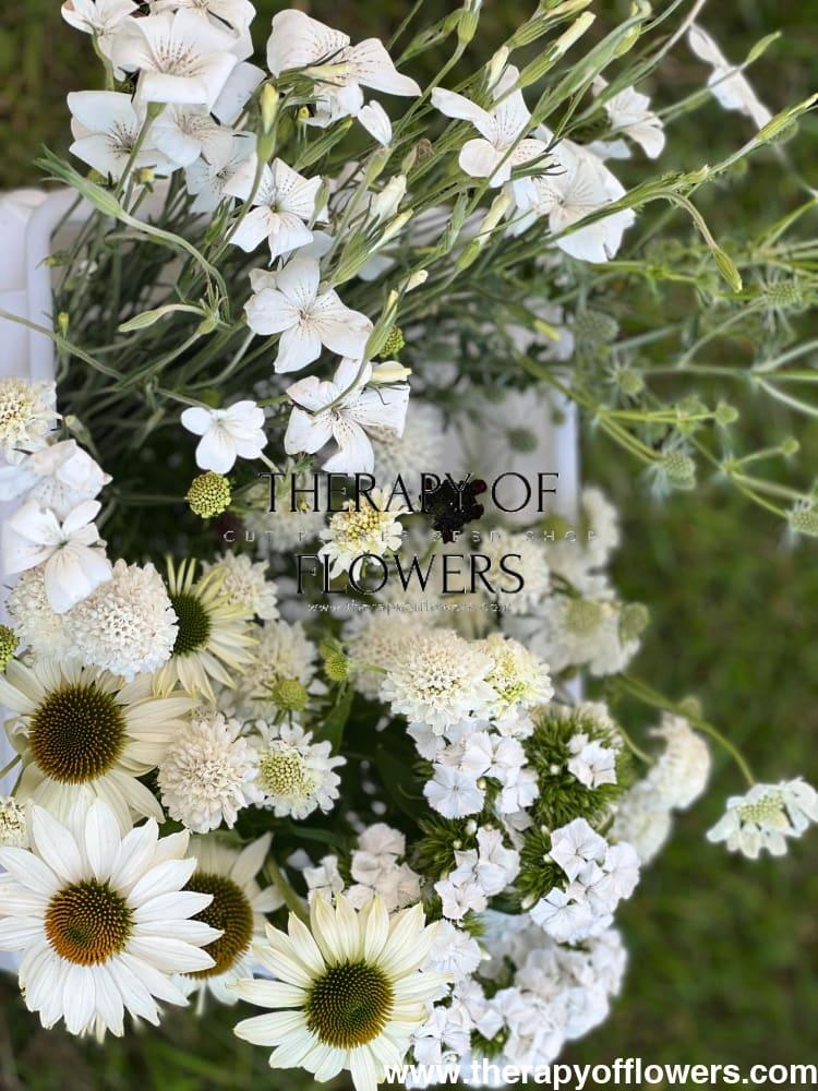 Echinacea Purpurea 'primadonna White' - View 30 from www redcrocus com