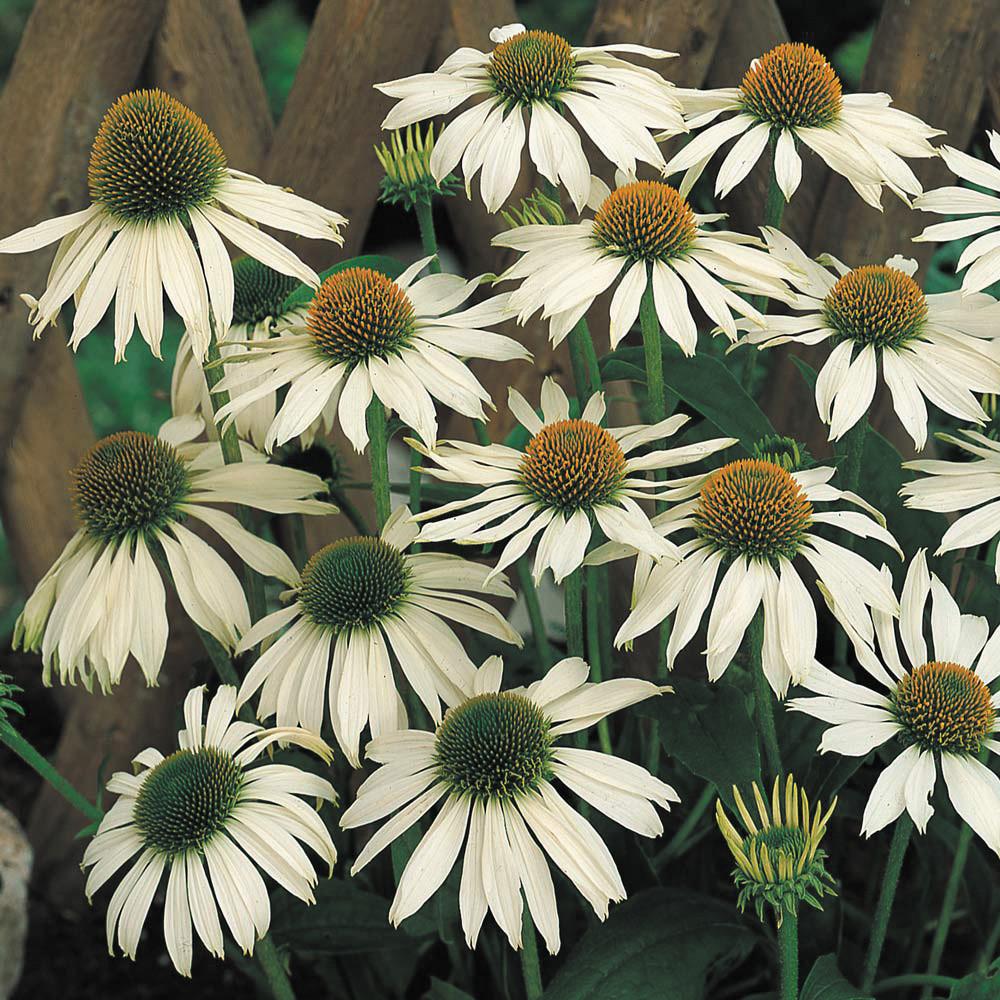 Echinacea Purpurea 'primadonna White' - View 32 from www redcrocus com