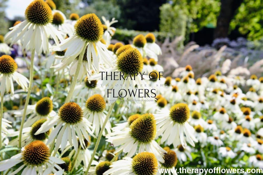 Echinacea Purpurea 'primadonna White' - View 34 from www redcrocus com