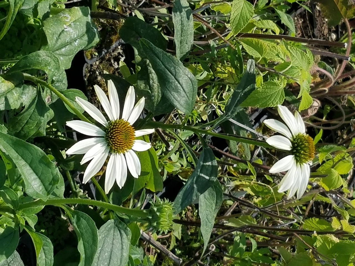 Echinacea Purpurea 'primadonna White' - View 35 from www redcrocus com