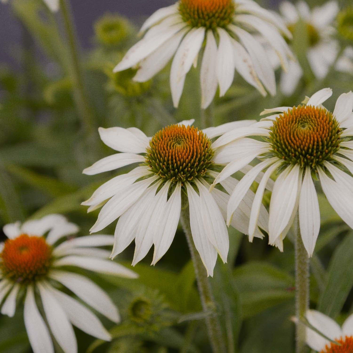 Echinacea Purpurea 'primadonna White' - View 36 from www redcrocus com
